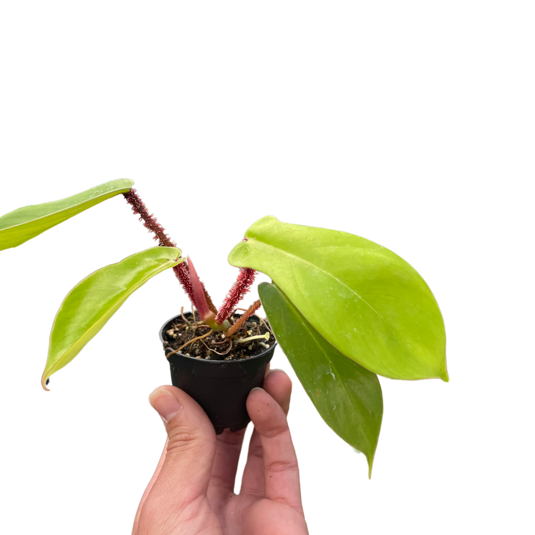 philodendron squamiferum red bristle Philodendron Squamiferum