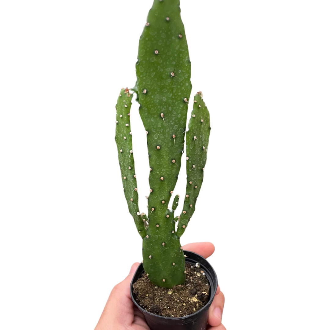 elongated prickly pear cactus Drooping Prickly Pear Cactus