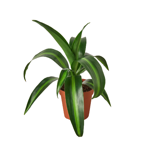 dracaena massangeana price The Snobby Leaf | Dracaena 'Massangeana' - 4 inch Pot