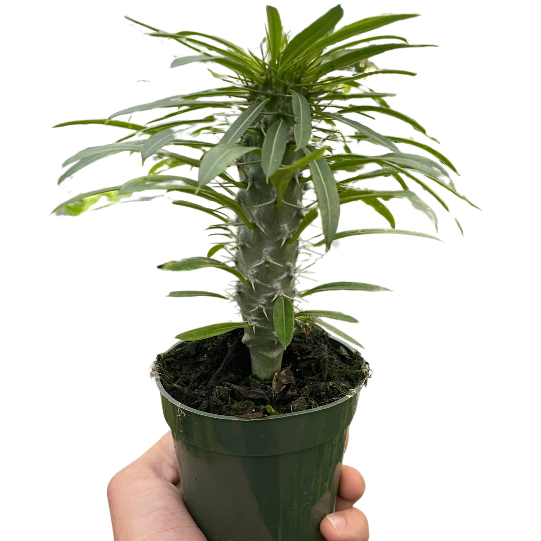 palm succulent plant Pachypodium 'lamerei' (Madagascar Palm)