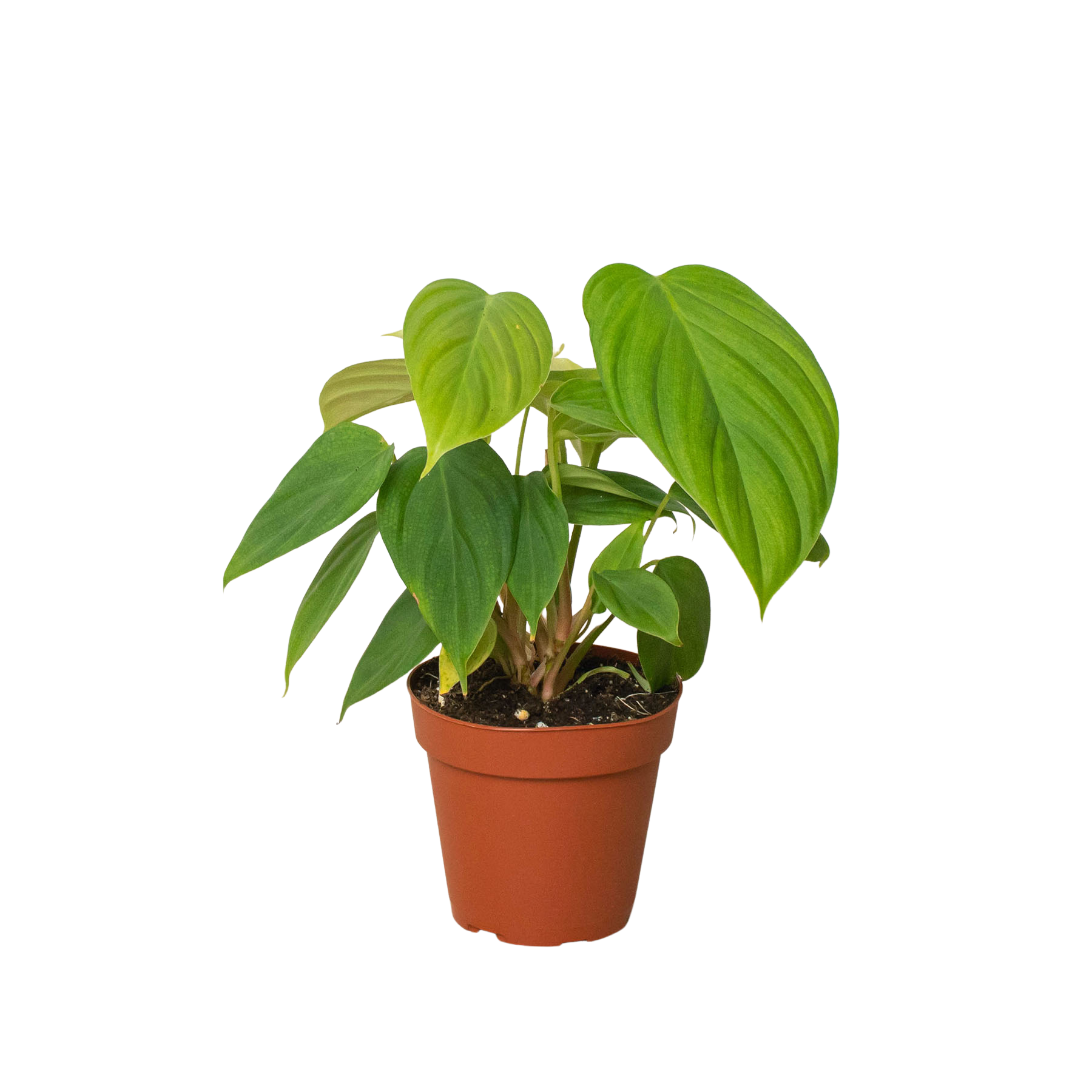 philodendron hairy stem Philodendron 'Fuzzy Petiole' 6