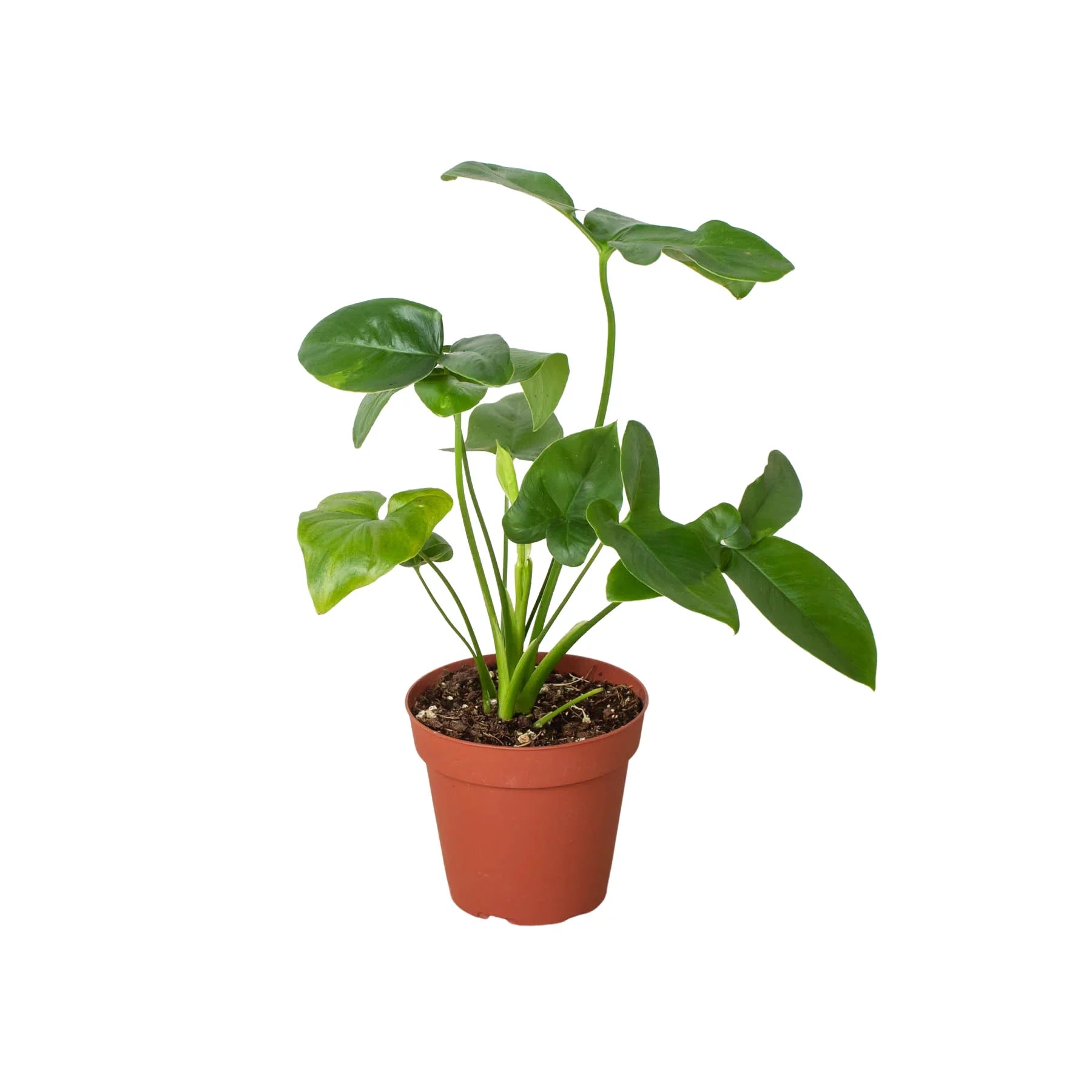 alocasia black magic plant Colocasia Esculenta Black Magic