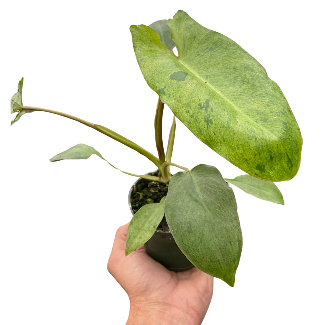 philodendron light green Philodendron Paraiso Verde 4”