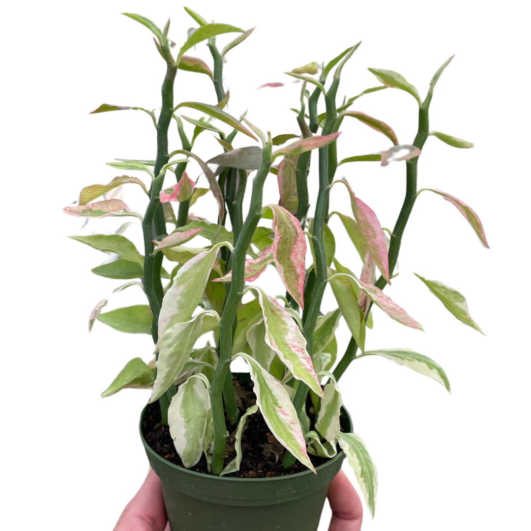 devil's spine succulent Variegated Devil's Backbone