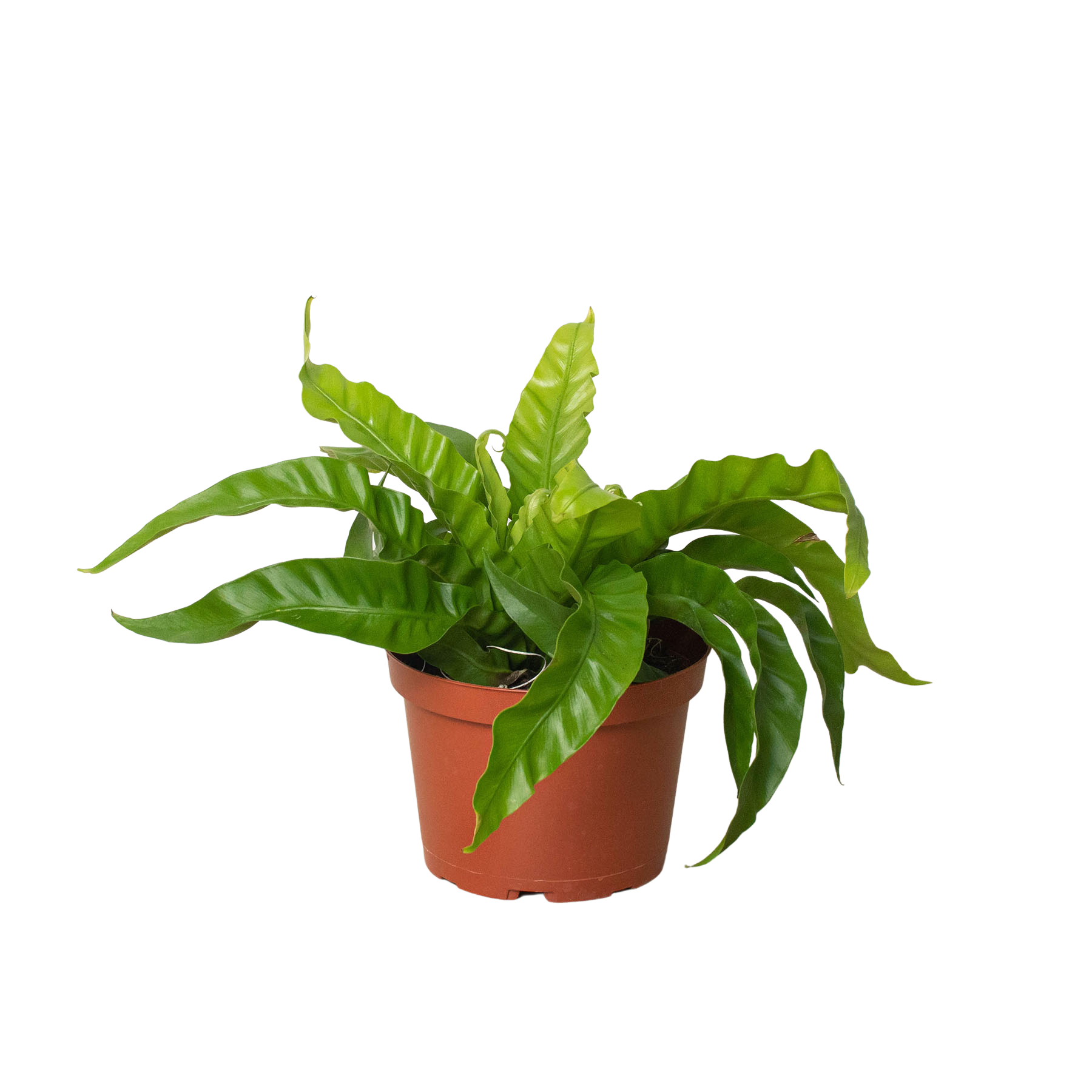 ruffled birds nest fern Bird's Nest 'Hurricane' Fern (Asplenium)