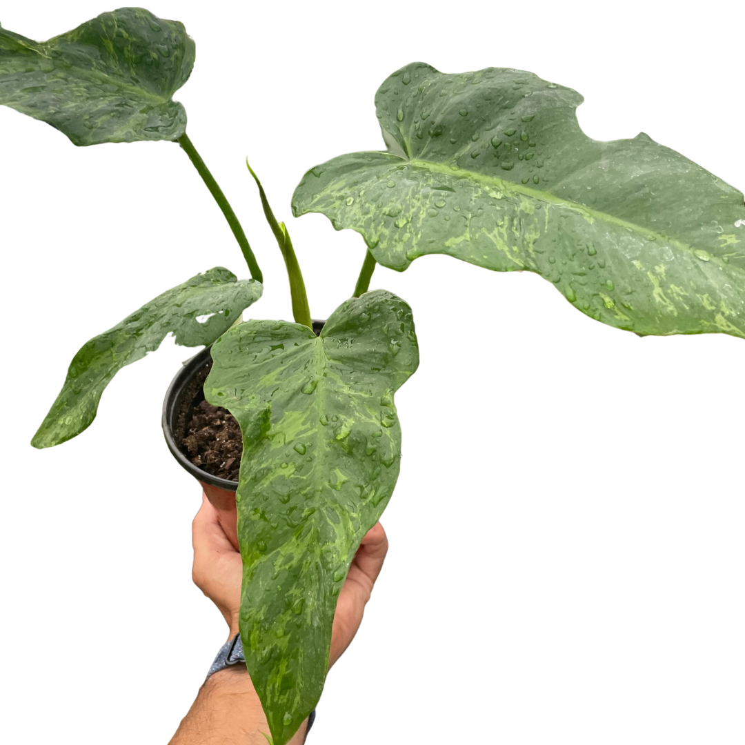 lime fiddle philodendron Philodendron 'Golden Dragon'