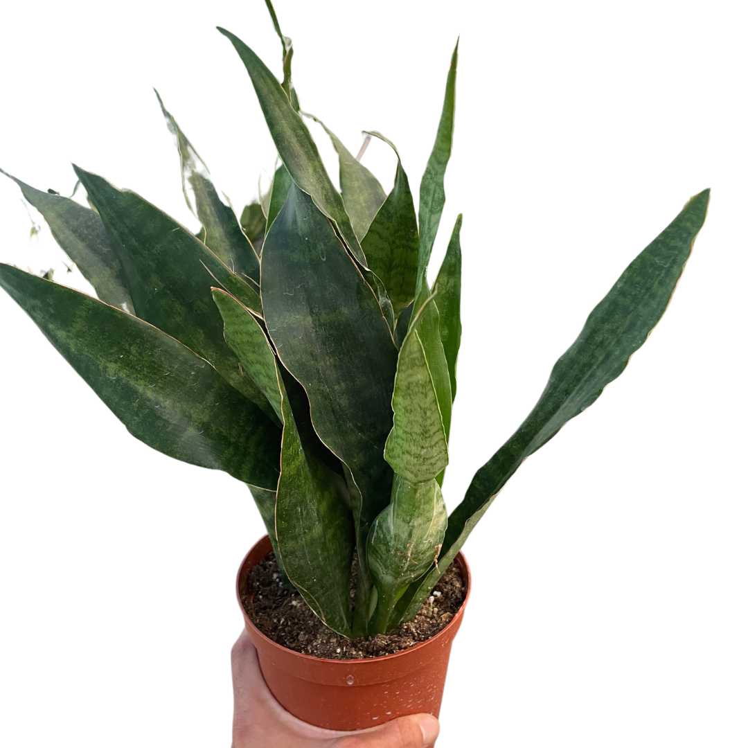 rosette sansevieria Snake Plant 'Jaboa'