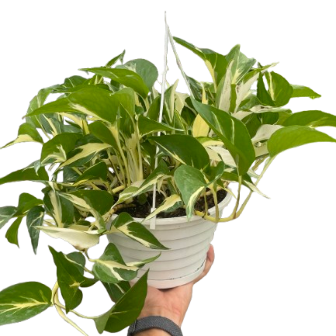 mutant manjula pothos Monstera Mutant Manjula