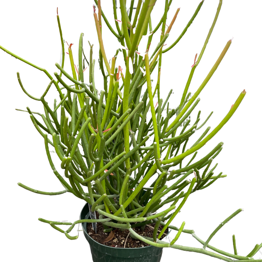 firesticks pencil cactus Euphorbia 'Pencil Cactus'
