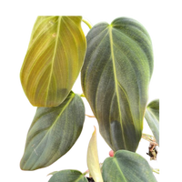 Philodendron Gigas