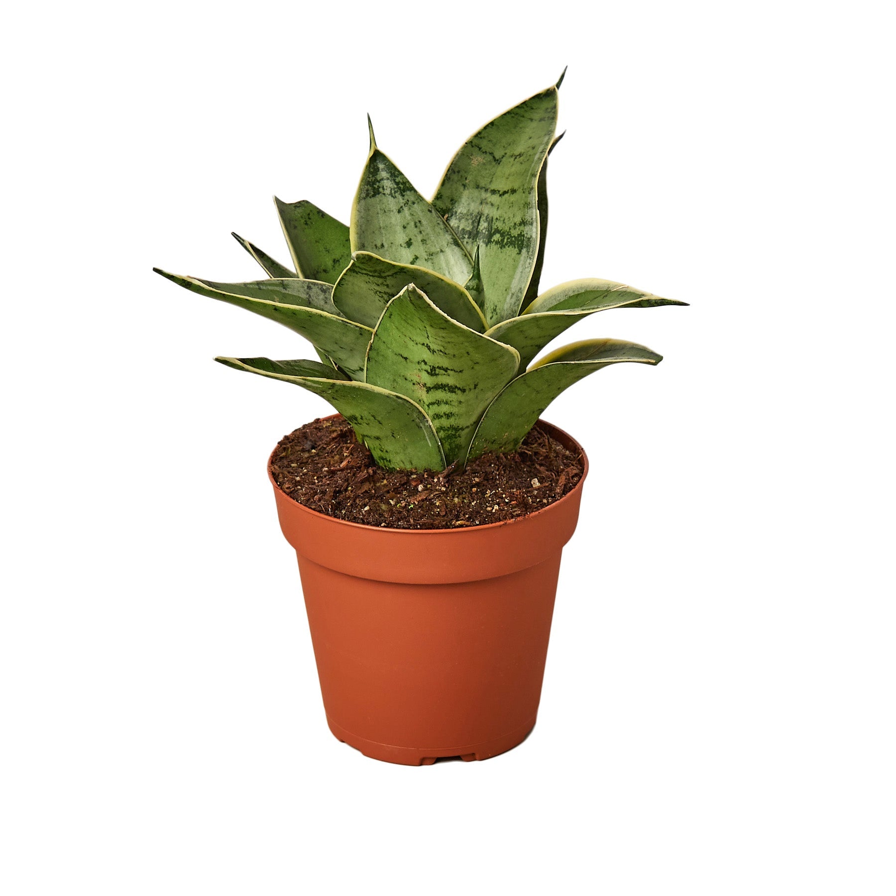 snake plant with white stripes The Snobby Leaf | Snake Plant Starlight - 4 inch Pot