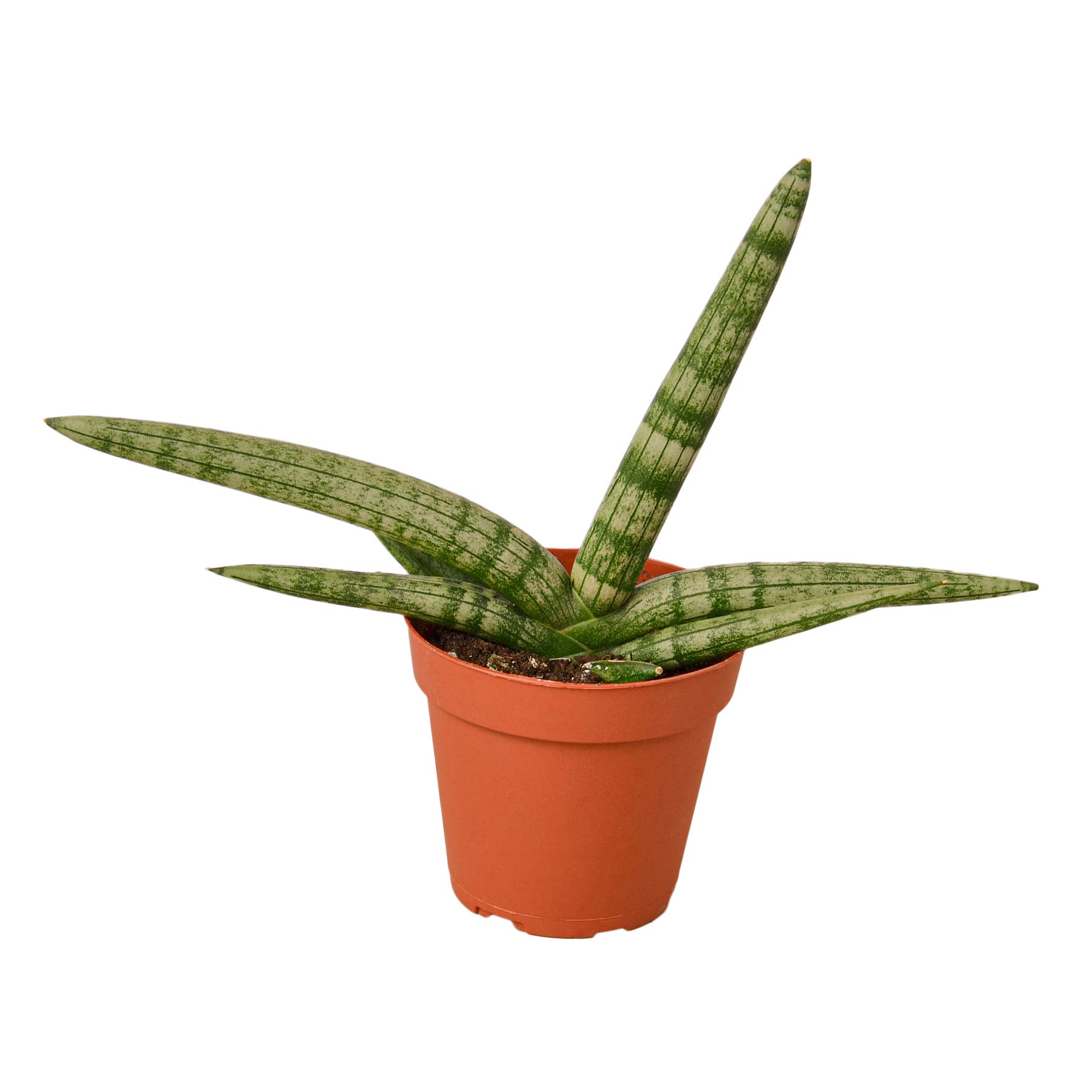 fan sansevieria The Snobby Leaf | Snake Plant Starfish - 6 inch Pot