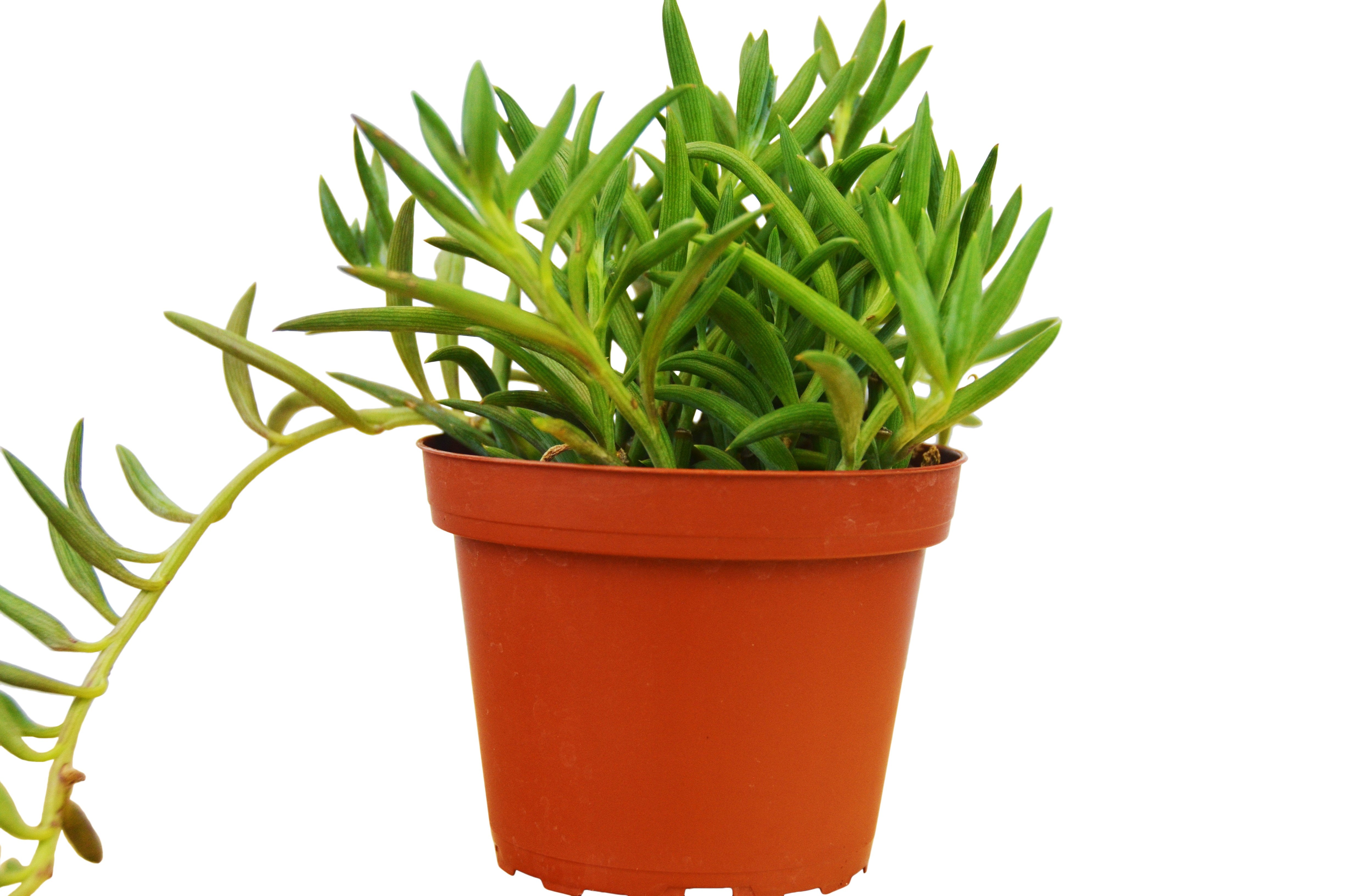 Senecio Fish Hooks