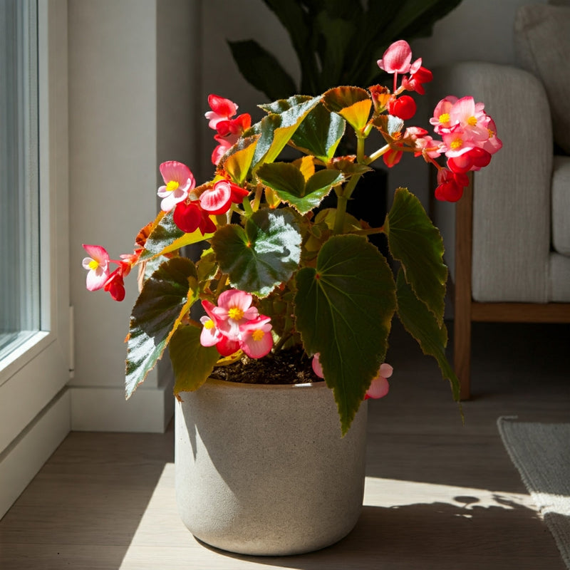 Begonias