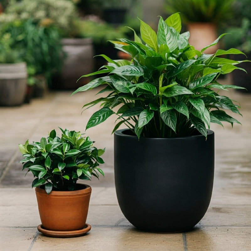 POTS & PLANTERS