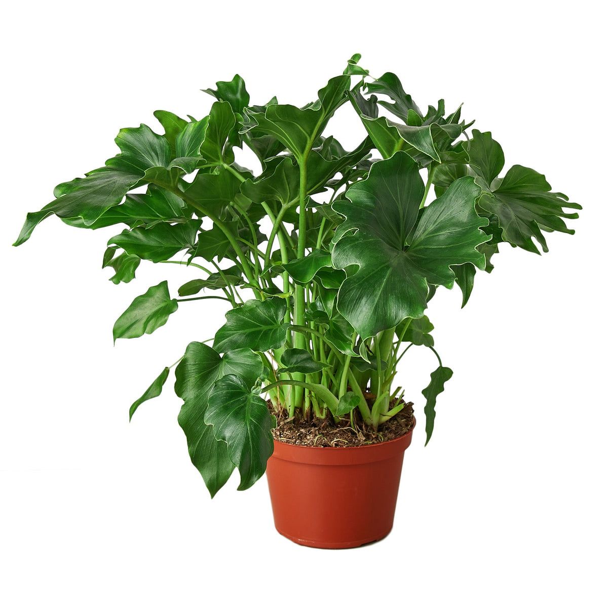 philodendron lobed Philodendron ‘Little Hope’