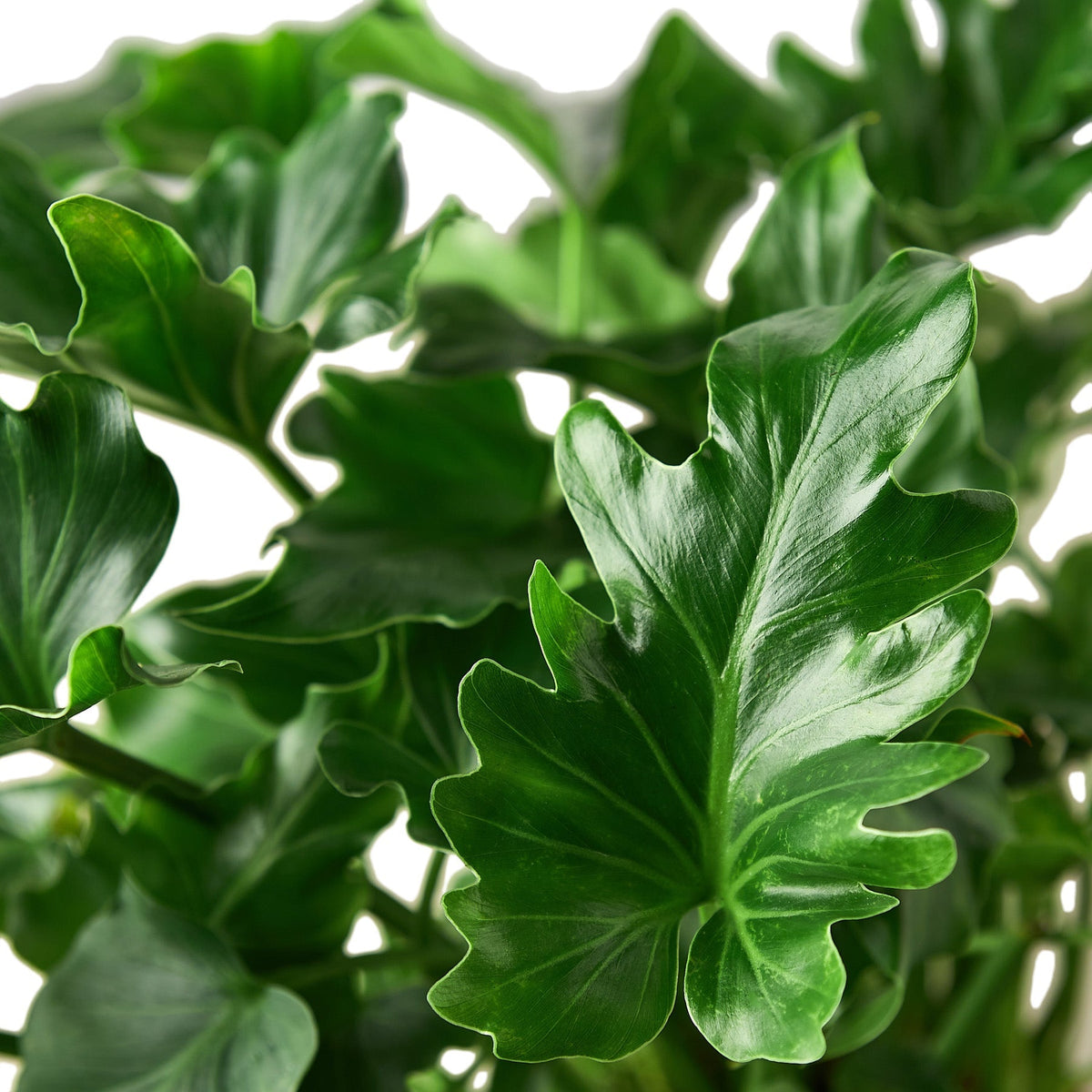 lobed philodendron Philodendron ‘Little Hope’