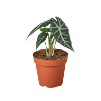 Alocasia Amazonica 'Bambino'