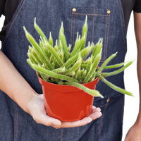 Rat Tail Cactus
