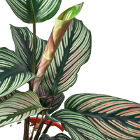 Calathea 'White Star'