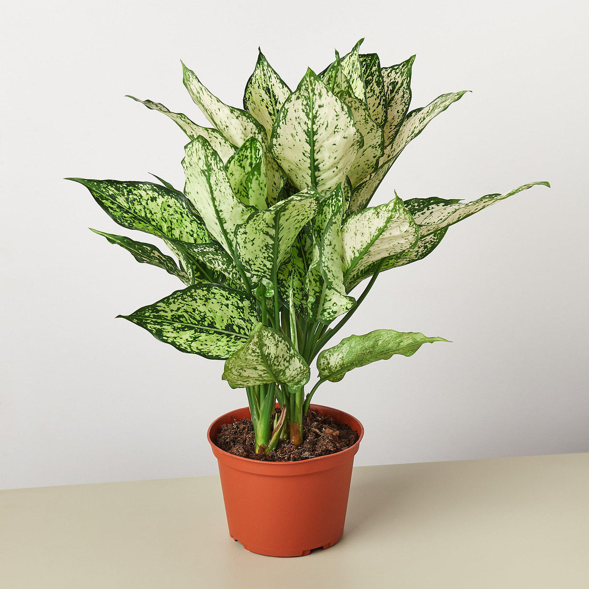 aglaonema nursery Chinese Evergreen First Diamond