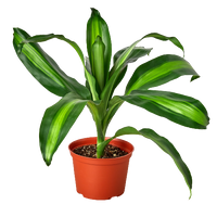 Dracaena Massangeana