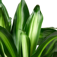 Dracaena Massangeana