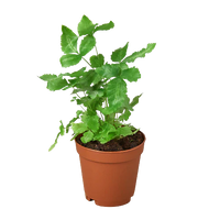 Pteris Cretica 'Albo Fern'