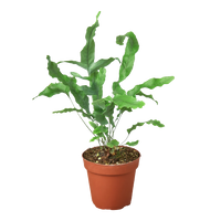 Fern 'Blue Star'