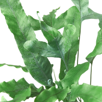 Fern 'Blue Star'