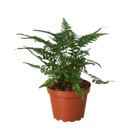 'Korean Rock' Fern