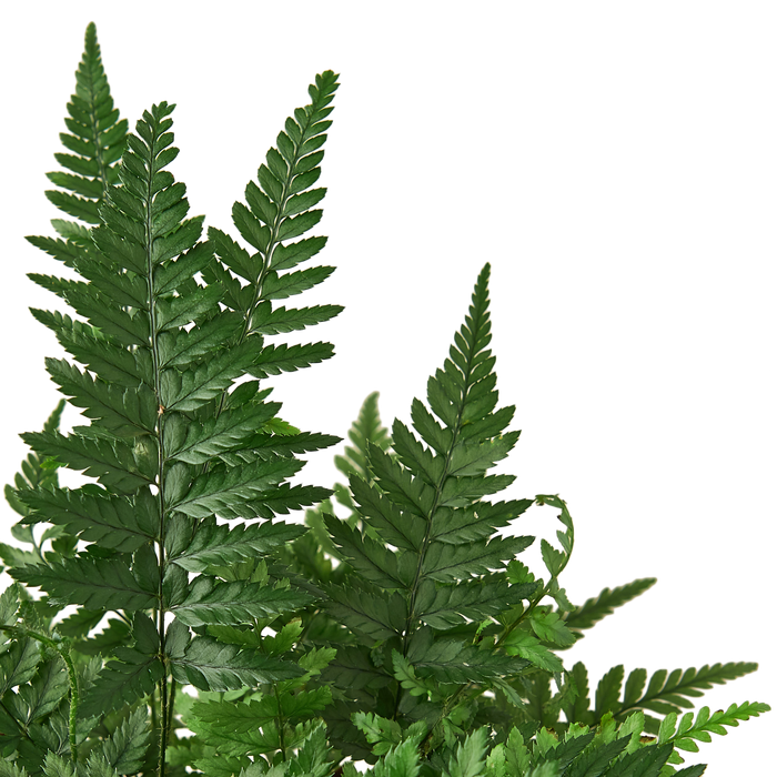 Staylist Rok 'Korean Rock' Fern – The Plant Stylist