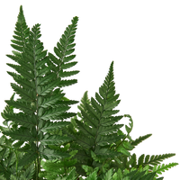 'Korean Rock' Fern