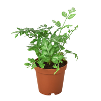 Fern 'Silver Lace'