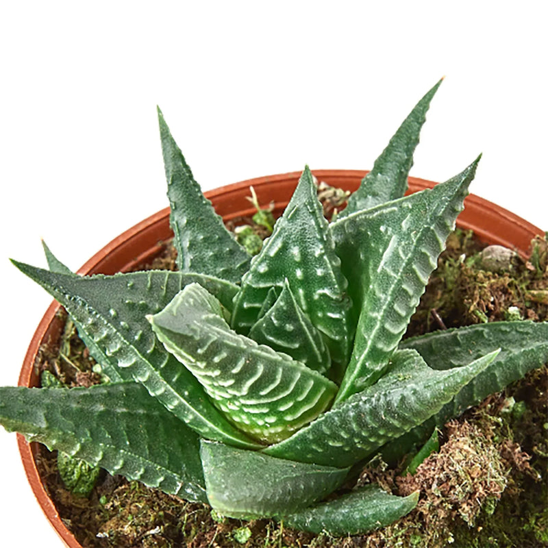 succulent with ridged leaves The Snobby Leaf | Fairy Washboard Haworthia - 4 inch Pot