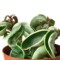 Hoya 'Rope Plant' Variegated