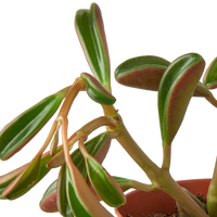 Peperomia 'Ruby Glow'