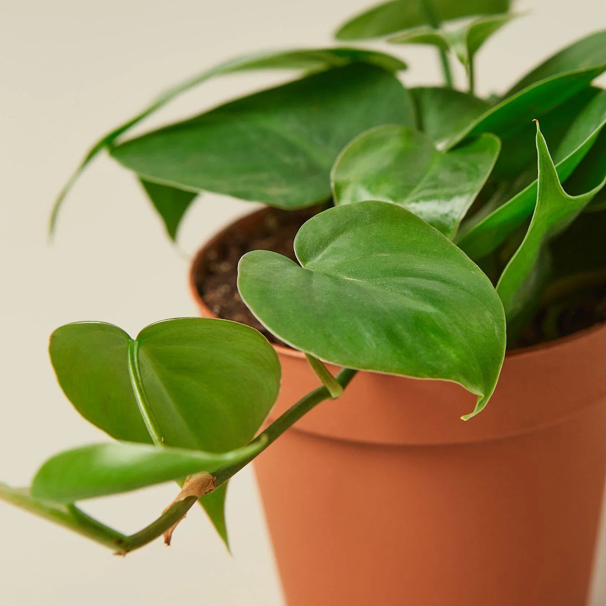 Philodendron Cordatum Heartleaf trailing vine with glossy dark green heart-shaped leaves