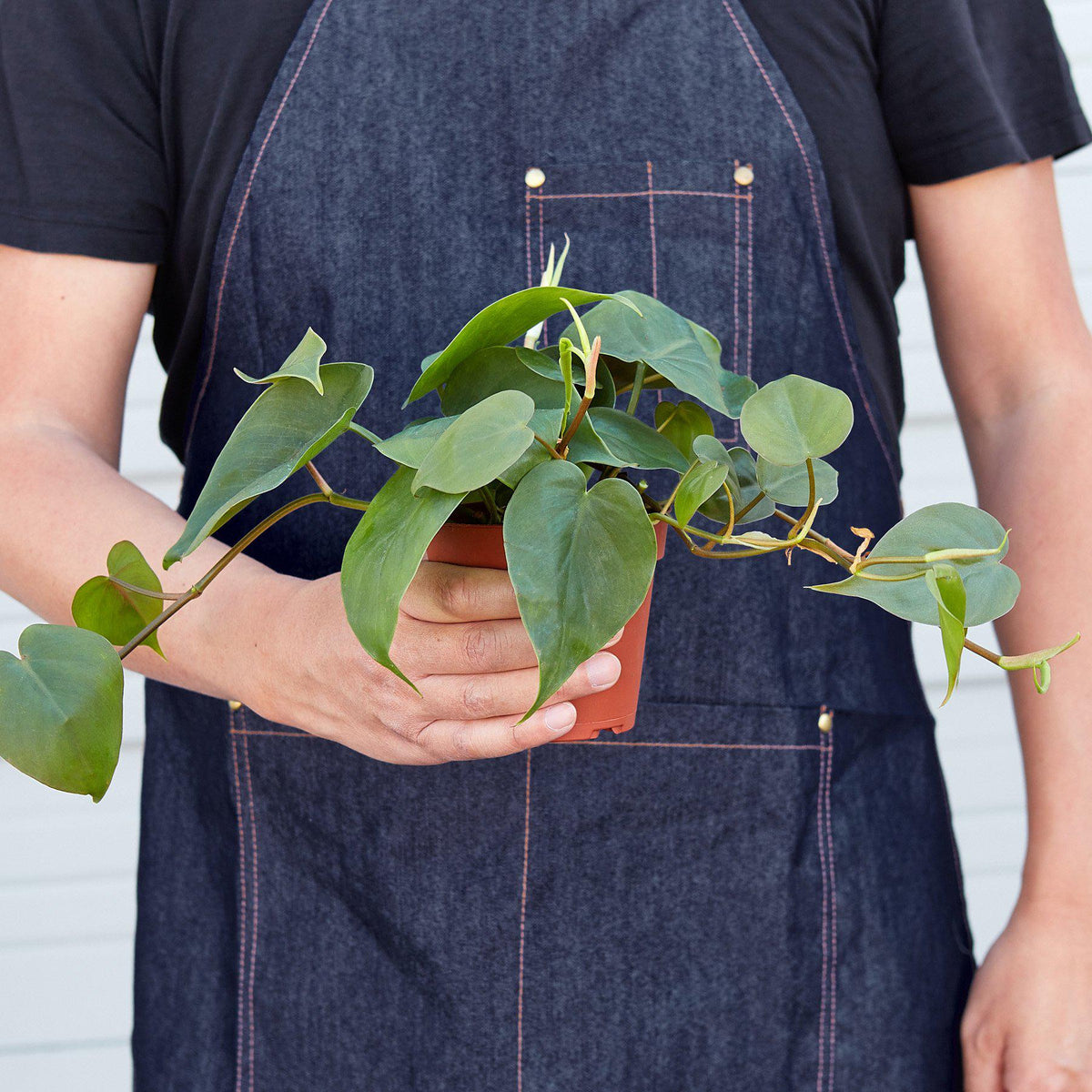 Philodendron Cordatum Heartleaf trailing vine with glossy dark green heart-shaped leaves