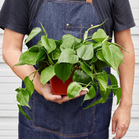 Philodendron Cordatum Heartleaf trailing vine with glossy dark green heart-shaped leaves