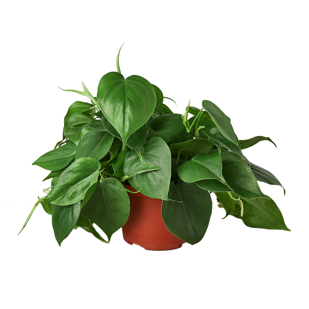 Philodendron Cordatum Heartleaf trailing vine with glossy dark green heart-shaped leaves