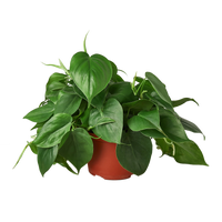 Philodendron Cordatum Heartleaf trailing vine with glossy dark green heart-shaped leaves