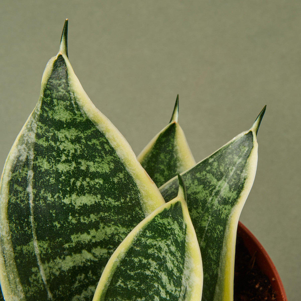 sansevieria trifasciata compacta Snake Plant 'Laurentii Dwarf' 4" Pot