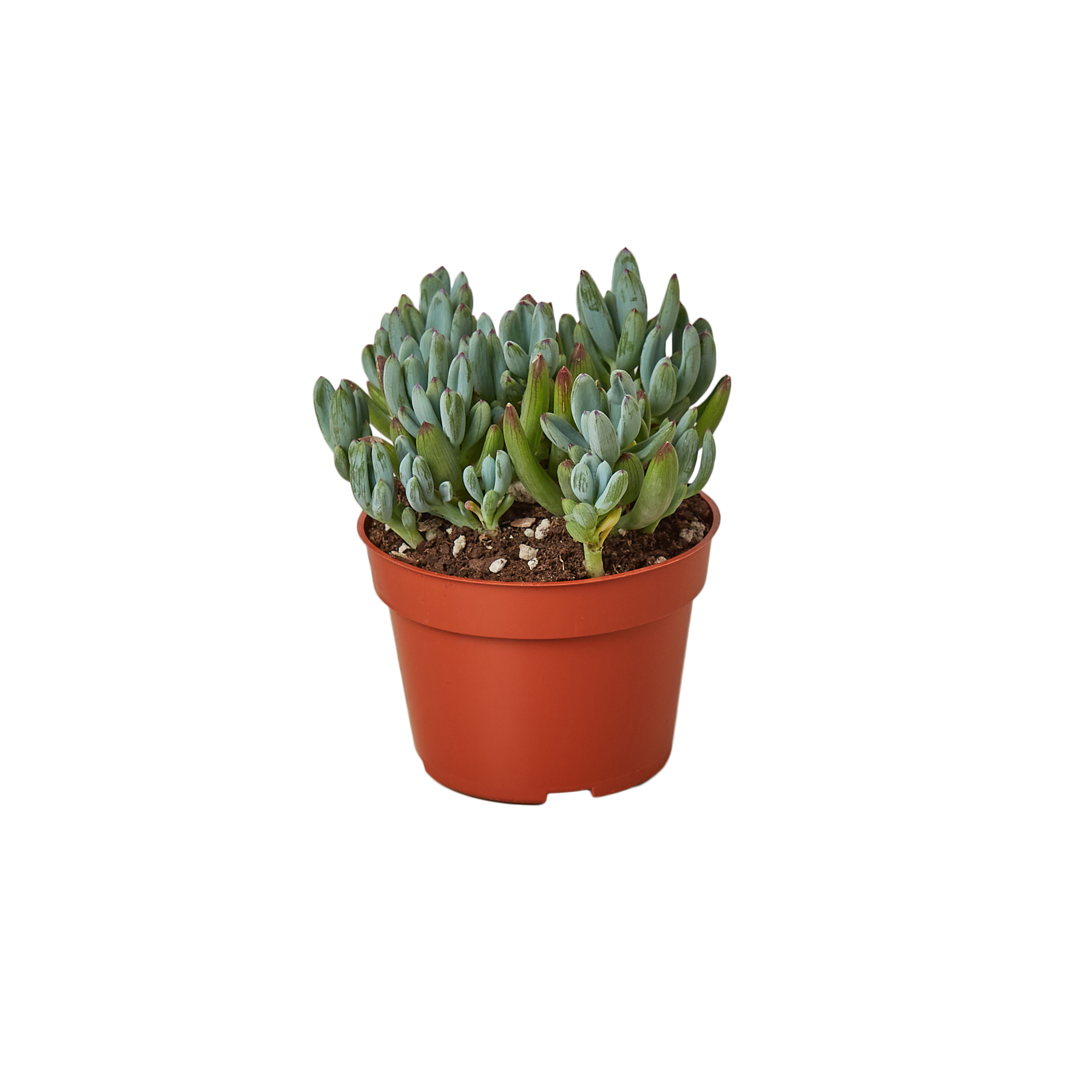 blue trailing succulent Blue Chalk Stick