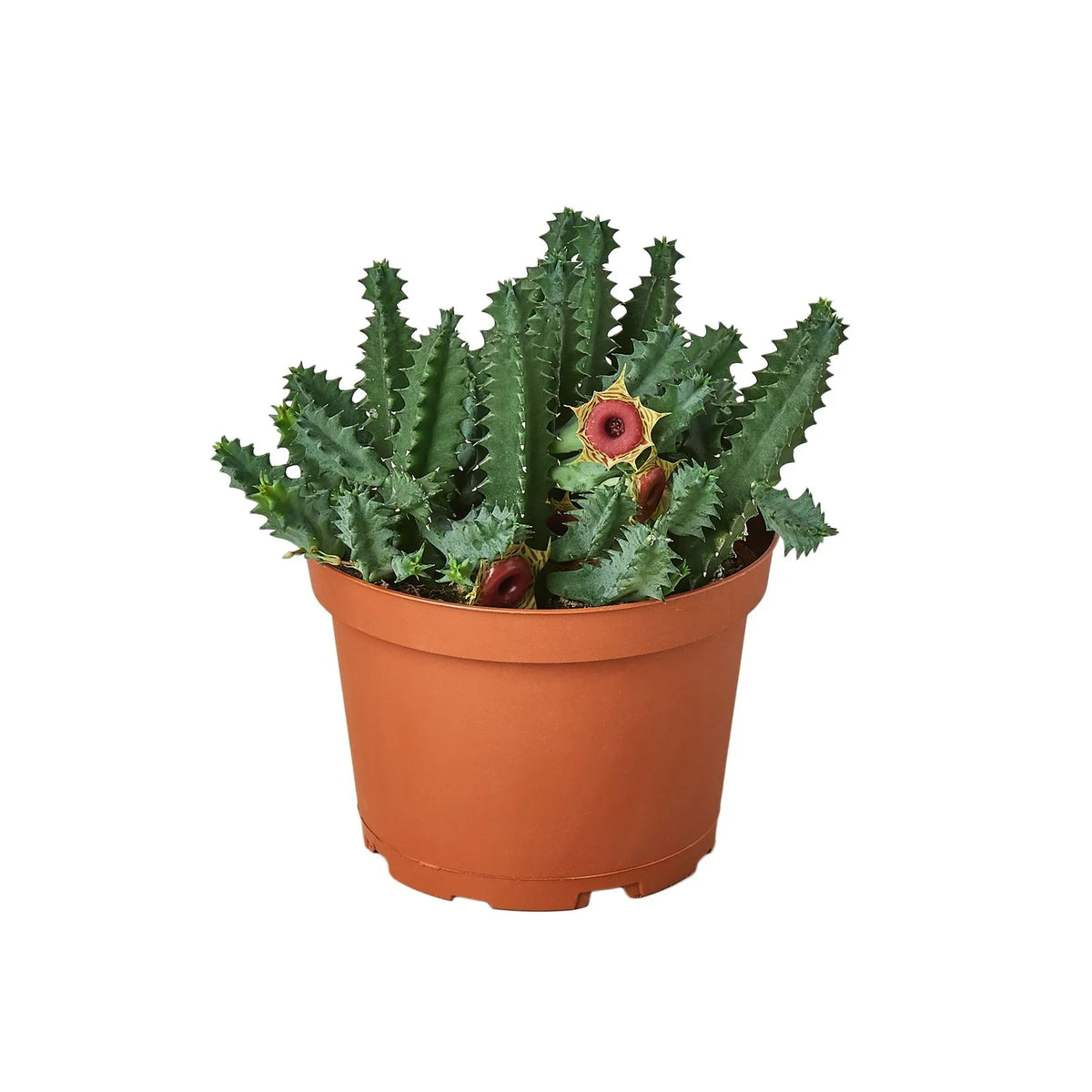 ring plant succulent Lifesaver Cactus