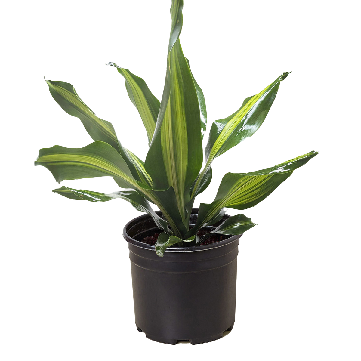 Dracaena Golden Heart with broad green leaves featuring a bright golden-yellow center stripe