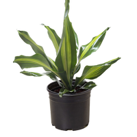 Dracaena Golden Heart with broad green leaves featuring a bright golden-yellow center stripe