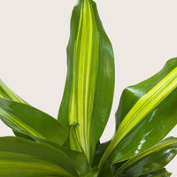 Dracaena Golden Heart with broad green leaves featuring a bright golden-yellow center stripe