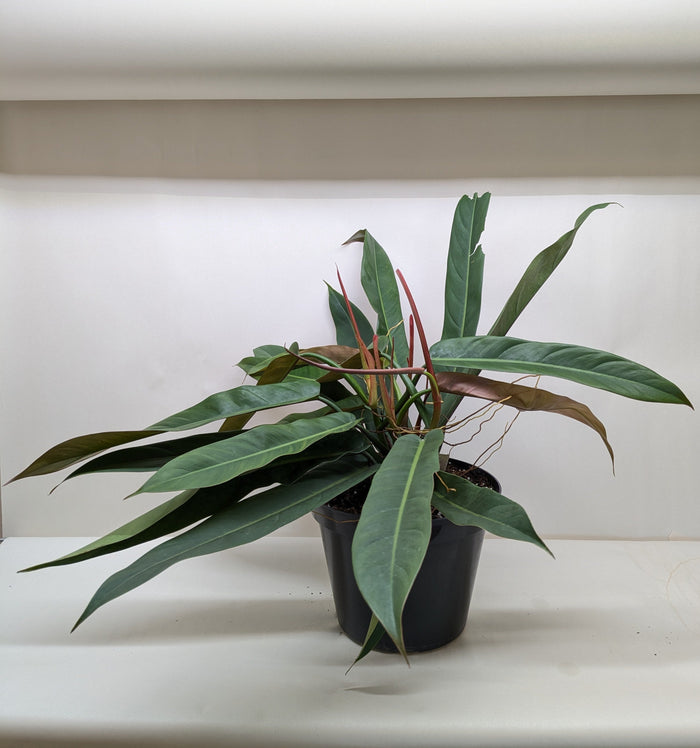 Philodendron Bicolor with long two-toned green climbing leaves on nursery stake