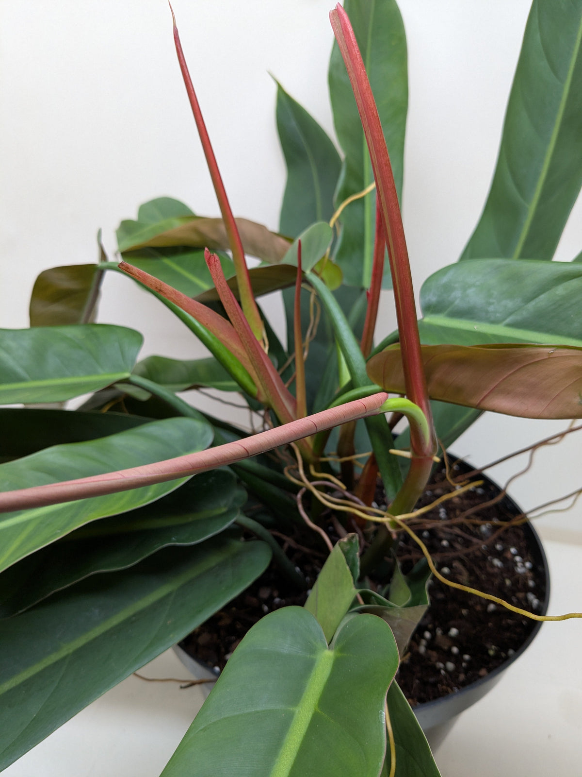 Philodendron Bicolor with long two-toned green climbing leaves on nursery stake